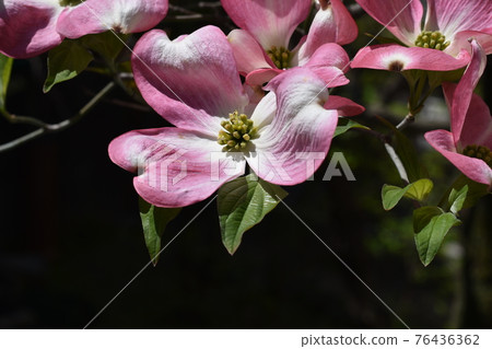 山茱flowers花已經開始綻放在藍藍的天空下 76436362