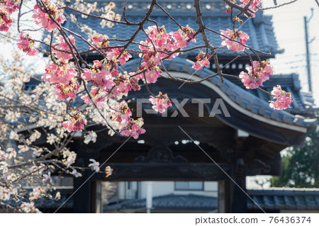 Sunlight cherry blossoms and the temple gate Sunlight cherry blossoms and the temple gate 76436374
