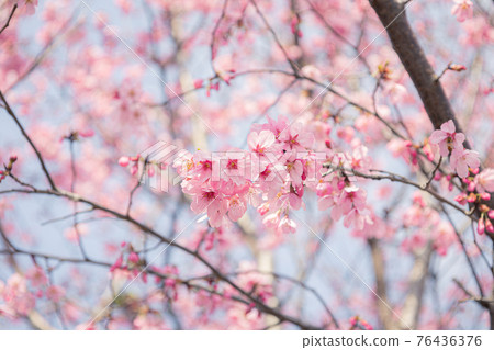 Sunshine cherry blossoms Sunshine cherry blossoms 76436376