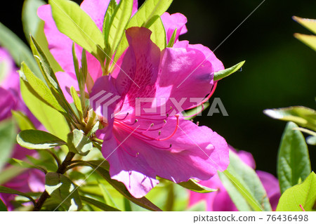 杜鵑花 杜鵑花 76436498