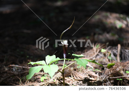 Yukimochisou (Yukimochisou) flowers Yukimochisou (Yukimochisou) flowers 76436506