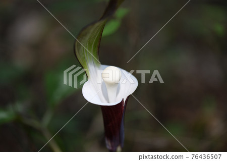 Yukimochisou (Yukimochisou) flowers 76436507