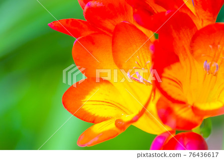 Red freesia Red freesia 76436617