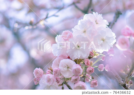 Cherry blossoms in full bloom (Fugenzo) Cherry blossoms in full bloom (Fugenzo) 76436632
