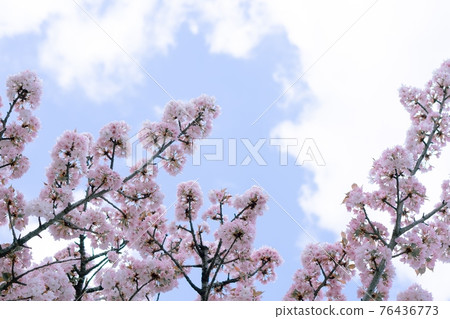 Cherry blossoms in full bloom (Fugenzo) Cherry blossoms in full bloom (Fugenzo) 76436773