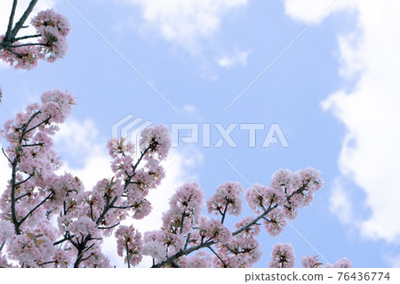 Cherry blossoms in full bloom (Fugenzo) Cherry blossoms in full bloom (Fugenzo) 76436774