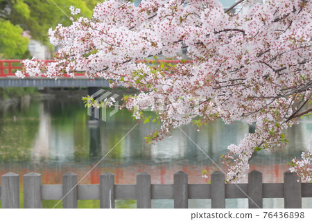 小田原城堡護城河櫻桃樹 小田原城堡護城河櫻桃樹 76436898