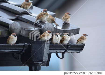 Sparrows and gutters 76436901