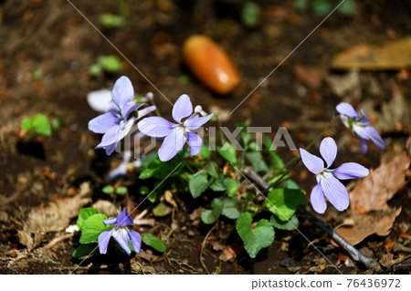 Violet Violet 76436972