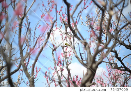Japanese bush warbler (Mejiro) Japanese bush warbler (Mejiro) 76437009