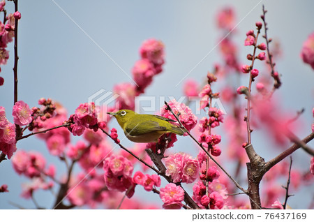 Japanese bush warbler (Mejiro) Japanese bush warbler (Mejiro) 76437169