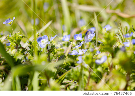 Persian speedwell 76437466