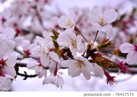 Sakura in Sakasagawa Park, Mito City Sakura in Sakasagawa Park, Mito City 76437573