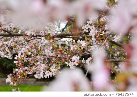 Sakura in Sakasagawa Park, Mito City Sakura in Sakasagawa Park, Mito City 76437574