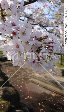 在公園裡悠閒地賞櫻花 在公園裡悠閒地賞櫻花 76437585
