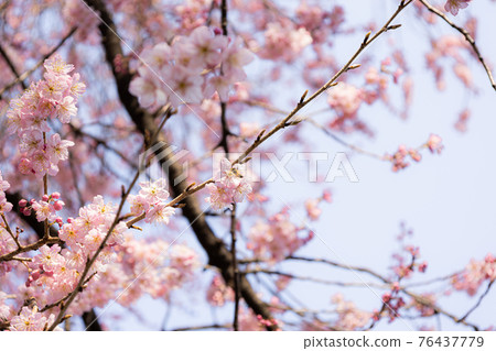 Sakura in the Diet Front Park Sakura in the Diet Front Park 76437779