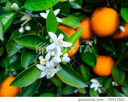Valencian orange and orange blossoms. Spain. Spring harvest Valencian orange and orange blossoms. Spain. Spring harvest 76437805