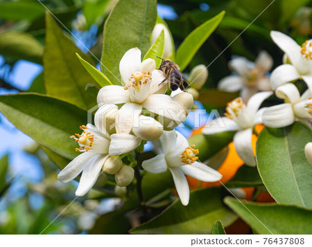Valencian orange and orange blossoms. Spain. Spring harvest Valencian orange and orange blossoms. Spain. Spring harvest 76437808