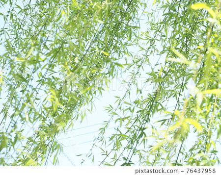 Kaze to Yanagi "Japanese Style Image" (Kyoto) 76437958