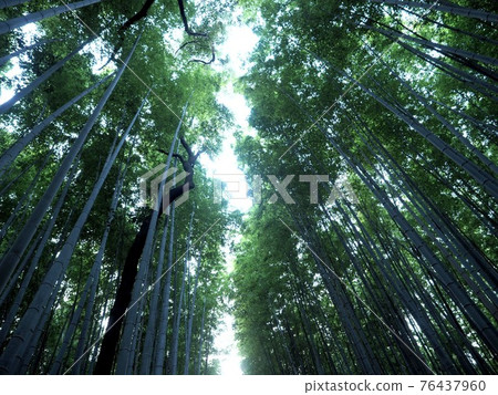 竹林道“日式意象”(京都) 竹林道“日式意象”(京都) 76437960