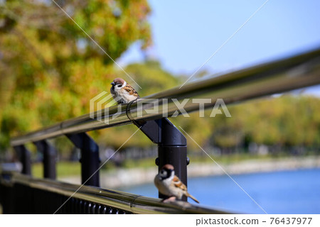 Sparrow in Osaka Castle Park 4 Sparrow in Osaka Castle Park 4 76437977