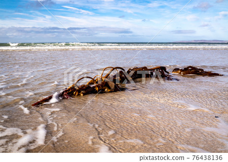 Seaweed on a beach in Portnoo County Donegal - Ireland Seaweed on a beach in Portnoo County Donegal - Ireland 76438136