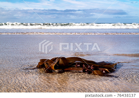 Seaweed on a beach in Portnoo County Donegal - Ireland 76438137
