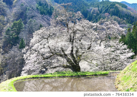 長野縣Komagi的櫻花 76438334