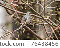Bulbul 76438456