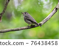Dark-sided flycatcher 76438458