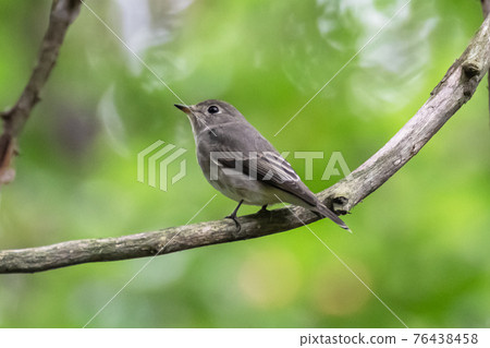 Dark-sided flycatcher Dark-sided flycatcher 76438458