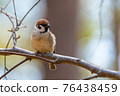 Sparrow 76438459