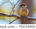Sparrow 76438460