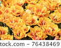Tulip 76438469
