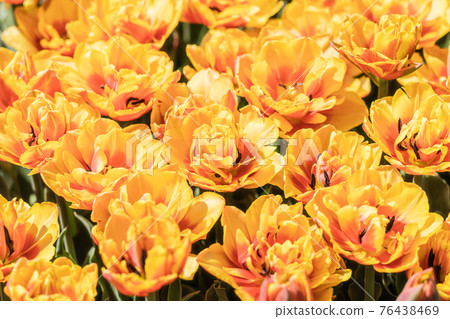 Tulip Tulip 76438469