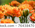 Tulip 76438470