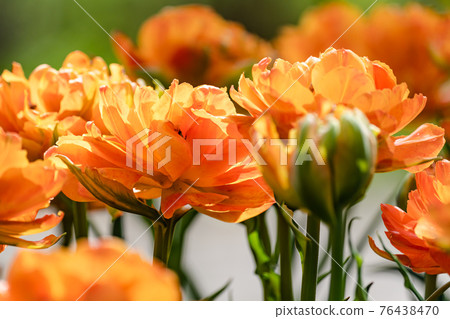 Tulip Tulip 76438470