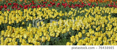 Tulip Tulip 76438985