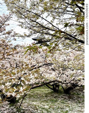 Spring of Ninna-ji Temple Spring of Ninna-ji Temple 76439049