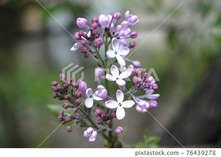 You are the everlasting fragrance of lilacs You are the everlasting fragrance of lilacs 76439278
