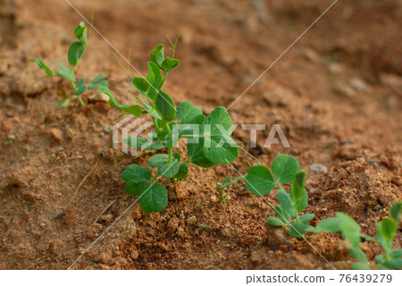 Tender shoots growing in loess Tender shoots growing in loess 76439279