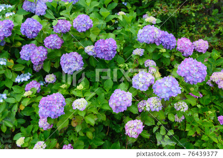 (Saitama / Minoyama Park) Image of hydrangea and rainy season in full bloom (Saitama / Minoyama Park) Image of hydrangea and rainy season in full bloom 76439377