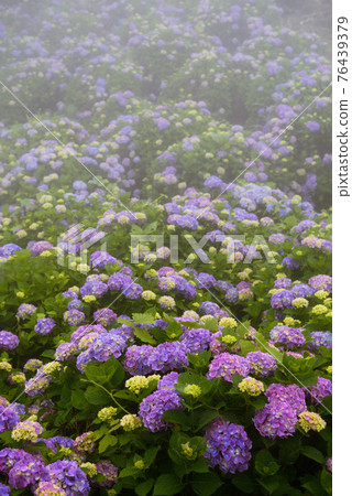 (Saitama / Minoyama Park) Hydrangea carpet blooming on the slope (Saitama / Minoyama Park) Hydrangea carpet blooming on the slope 76439379
