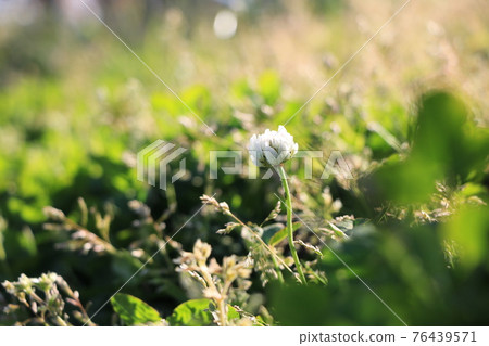 路邊白三葉草 76439571