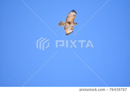 巴扎德 巴扎德 76439787