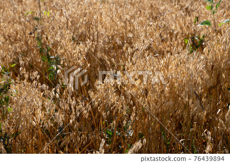 The Sprouts of ripe oats on the field The Sprouts of ripe oats on the field 76439894