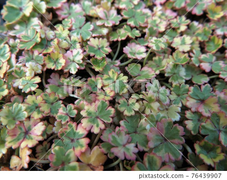Variegated Hydrocotyle sieboldii Variegated Hydrocotyle sieboldii 76439907