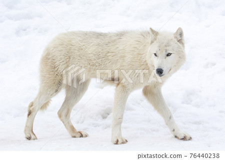 野眼狼 野眼狼 76440238