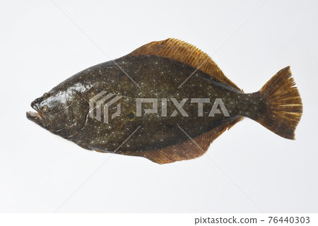 比目魚 76440303
