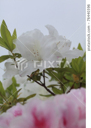 Omuta City Amagiyama Park Azalea, Omuta City Amagiyama Park Azalea, 76440396